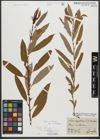 Foto von Salix triandra subsp. amygdalina (L.) Schübl. & G. Martens